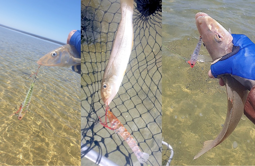 LURE OBSESSIVE - Yellow Fin Whiting - Strike & Hook